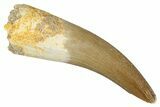 Fossil Plesiosaur (Zarafasaura) Tooth - Morocco #344229-1
